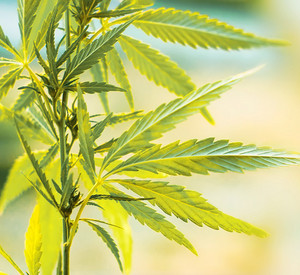 Foto einer Cannabispflanze 