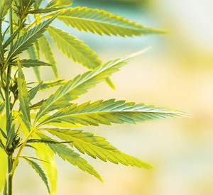 Foto einer Cannabispflanze 