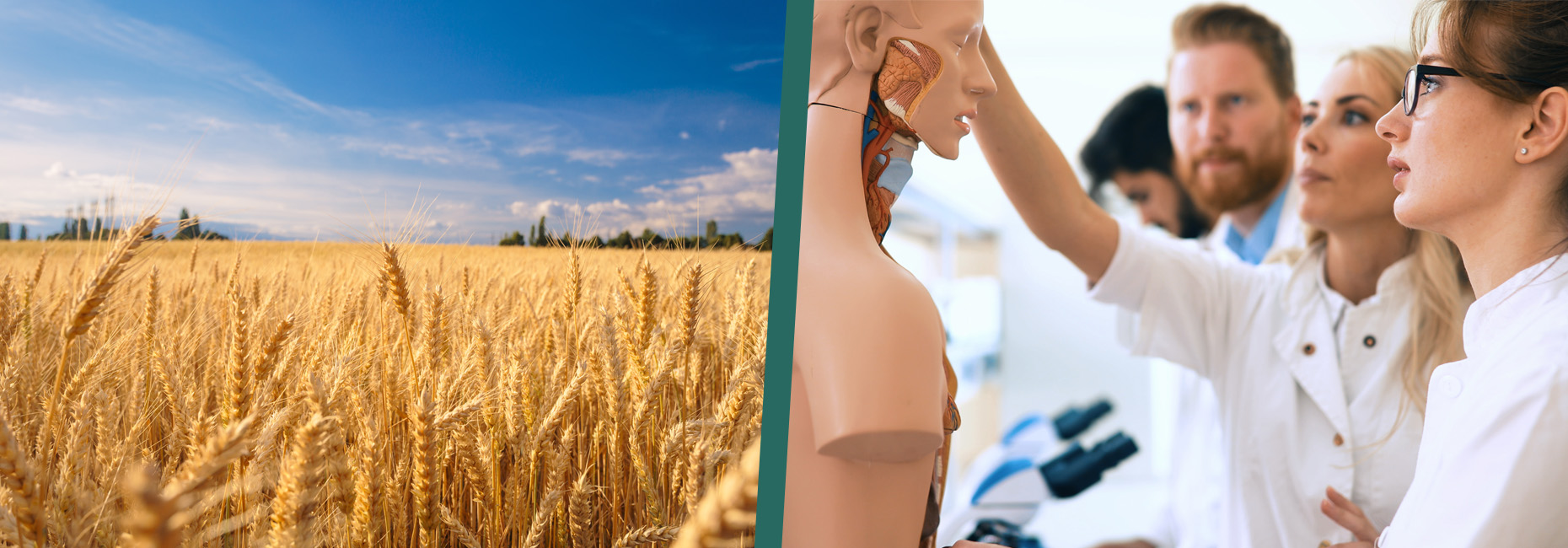 Bildercollage, links abgebildet ist ein Getreidefeld. Rechts abgebildet: Medizinstudenten, die sich ein anatomisches Modell eines Menschen anschauen. 
